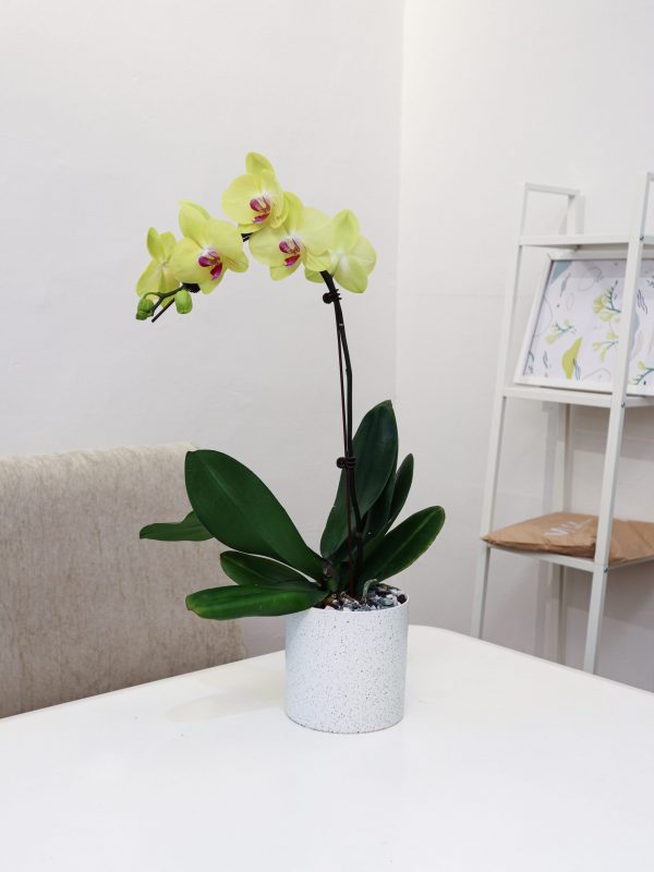 Yellow Phalaenopsis in White Pot