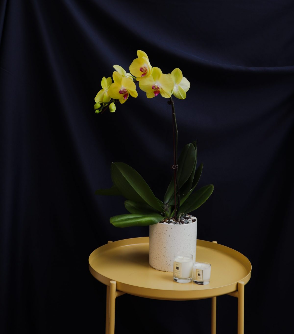 Yellow Phalaenopsis in White Pot