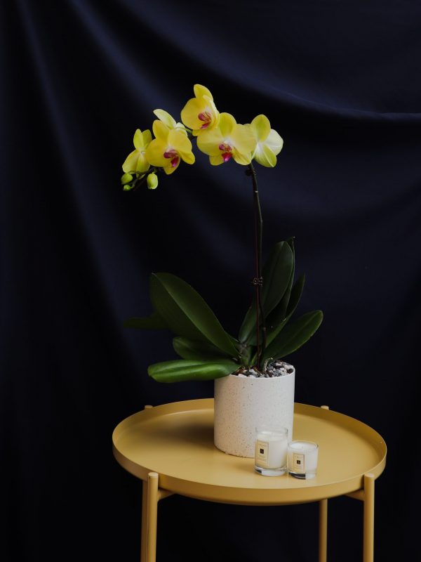 Yellow Phalaenopsis in White Pot